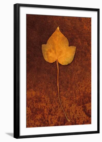 Close Up of Brown Autumn Or Winter Leaf of Ivy Or Hedera Helix Lying On Rusty Metal Sheet-Den Reader-Framed Premium Photographic Print