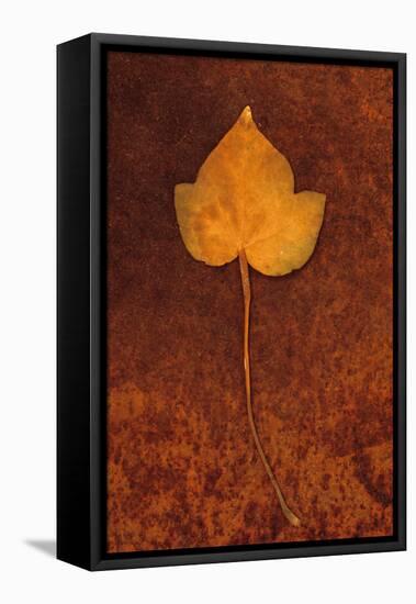 Close Up of Brown Autumn Or Winter Leaf of Ivy Or Hedera Helix Lying On Rusty Metal Sheet-Den Reader-Framed Stretched Canvas