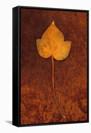 Close Up of Brown Autumn Or Winter Leaf of Ivy Or Hedera Helix Lying On Rusty Metal Sheet-Den Reader-Framed Stretched Canvas