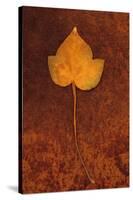 Close Up of Brown Autumn Or Winter Leaf of Ivy Or Hedera Helix Lying On Rusty Metal Sheet-Den Reader-Stretched Canvas