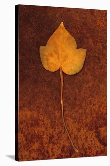 Close Up of Brown Autumn Or Winter Leaf of Ivy Or Hedera Helix Lying On Rusty Metal Sheet-Den Reader-Stretched Canvas