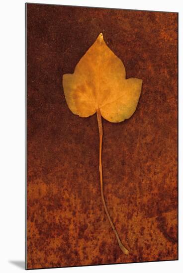 Close Up of Brown Autumn Or Winter Leaf of Ivy Or Hedera Helix Lying On Rusty Metal Sheet-Den Reader-Mounted Photographic Print