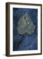 Close Up of Brown Autumn or Winter Leaf of Ivy or Hedera Helix Lying on Tarnished Metal-Den Reader-Framed Photographic Print