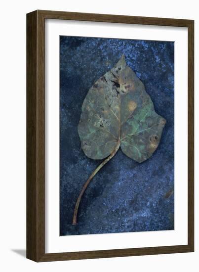 Close Up of Brown Autumn or Winter Leaf of Ivy or Hedera Helix Lying on Tarnished Metal-Den Reader-Framed Photographic Print