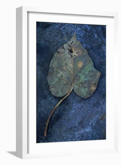 Close Up of Brown Autumn or Winter Leaf of Ivy or Hedera Helix Lying on Tarnished Metal-Den Reader-Framed Photographic Print