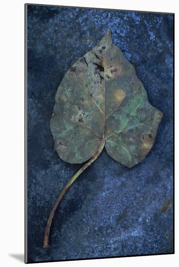 Close Up of Brown Autumn or Winter Leaf of Ivy or Hedera Helix Lying on Tarnished Metal-Den Reader-Mounted Photographic Print