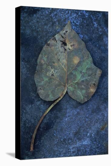 Close Up of Brown Autumn or Winter Leaf of Ivy or Hedera Helix Lying on Tarnished Metal-Den Reader-Stretched Canvas