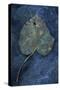 Close Up of Brown Autumn or Winter Leaf of Ivy or Hedera Helix Lying on Tarnished Metal-Den Reader-Stretched Canvas