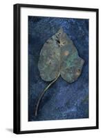 Close Up of Brown Autumn or Winter Leaf of Ivy or Hedera Helix Lying on Tarnished Metal-Den Reader-Framed Photographic Print