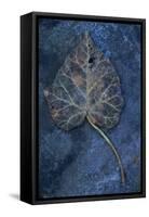 Close Up of Brown Autumn or Winter Leaf of Ivy or Hedera Helix Lying on Tarnished Metal-Den Reader-Framed Stretched Canvas