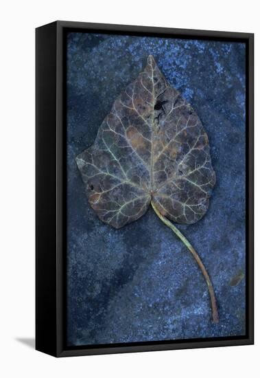 Close Up of Brown Autumn or Winter Leaf of Ivy or Hedera Helix Lying on Tarnished Metal-Den Reader-Framed Stretched Canvas