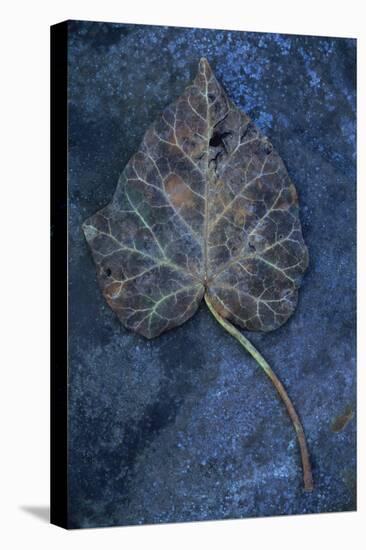Close Up of Brown Autumn or Winter Leaf of Ivy or Hedera Helix Lying on Tarnished Metal-Den Reader-Stretched Canvas