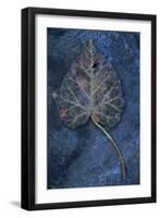 Close Up of Brown Autumn or Winter Leaf of Ivy or Hedera Helix Lying on Tarnished Metal-Den Reader-Framed Photographic Print