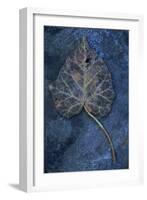 Close Up of Brown Autumn or Winter Leaf of Ivy or Hedera Helix Lying on Tarnished Metal-Den Reader-Framed Photographic Print