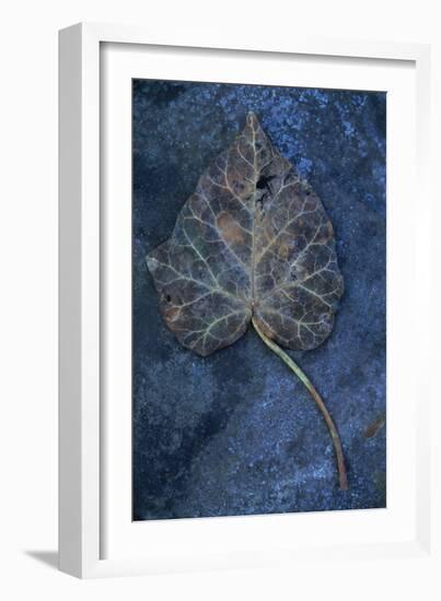 Close Up of Brown Autumn or Winter Leaf of Ivy or Hedera Helix Lying on Tarnished Metal-Den Reader-Framed Photographic Print