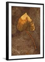 Close Up of Brown Autumn Or Winter Leaf of Ivy Or Hedera Helix Lying On Tarnished Metal-Den Reader-Framed Photographic Print