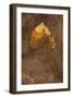 Close Up of Brown Autumn Or Winter Leaf of Ivy Or Hedera Helix Lying On Tarnished Metal-Den Reader-Framed Photographic Print