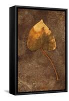 Close Up of Brown Autumn Or Winter Leaf of Ivy Or Hedera Helix Lying On Tarnished Metal-Den Reader-Framed Stretched Canvas