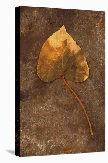 Close Up of Brown Autumn Or Winter Leaf of Ivy Or Hedera Helix Lying On Tarnished Metal-Den Reader-Stretched Canvas