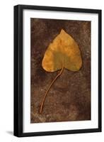 Close Up of Brown Autumn Or Winter Leaf of Ivy Or Hedera Helix Lying On Tarnished Metal-Den Reader-Framed Photographic Print