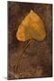 Close Up of Brown Autumn Or Winter Leaf of Ivy Or Hedera Helix Lying On Tarnished Metal-Den Reader-Mounted Photographic Print