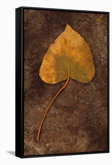 Close Up of Brown Autumn Or Winter Leaf of Ivy Or Hedera Helix Lying On Tarnished Metal-Den Reader-Framed Stretched Canvas