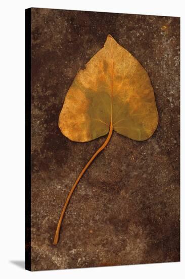 Close Up of Brown Autumn Or Winter Leaf of Ivy Or Hedera Helix Lying On Tarnished Metal-Den Reader-Stretched Canvas