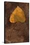 Close Up of Brown Autumn Or Winter Leaf of Ivy Or Hedera Helix Lying On Tarnished Metal-Den Reader-Stretched Canvas
