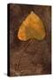 Close Up of Brown Autumn Or Winter Leaf of Ivy Or Hedera Helix Lying On Tarnished Metal-Den Reader-Stretched Canvas