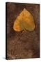 Close Up of Brown Autumn Or Winter Leaf of Ivy Or Hedera Helix Lying On Tarnished Metal-Den Reader-Stretched Canvas