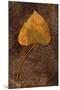 Close Up of Brown Autumn Or Winter Leaf of Ivy Or Hedera Helix Lying On Tarnished Metal-Den Reader-Mounted Photographic Print