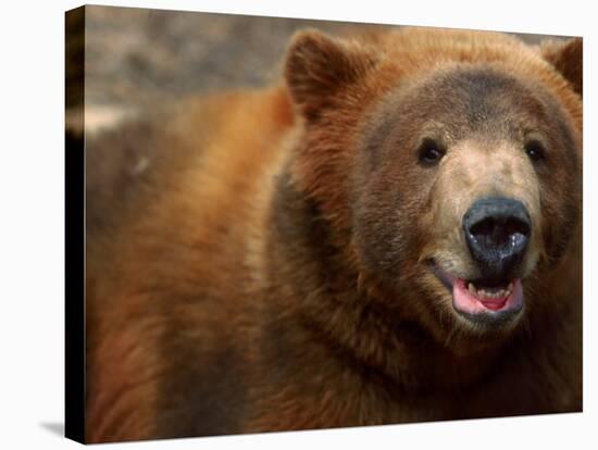 Close-up of Brown Bear-Elizabeth DeLaney-Stretched Canvas