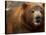 Close-up of Brown Bear-Elizabeth DeLaney-Stretched Canvas