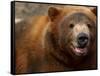 Close-up of Brown Bear-Elizabeth DeLaney-Framed Stretched Canvas