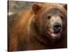 Close-up of Brown Bear-Elizabeth DeLaney-Stretched Canvas