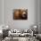 Close-up of Brown Bear-Elizabeth DeLaney-Premium Photographic Print displayed on a wall