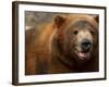 Close-up of Brown Bear-Elizabeth DeLaney-Framed Photographic Print