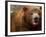 Close-up of Brown Bear-Elizabeth DeLaney-Framed Photographic Print