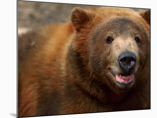 Close-up of Brown Bear-Elizabeth DeLaney-Mounted Photographic Print