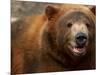 Close-up of Brown Bear-Elizabeth DeLaney-Mounted Photographic Print