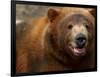 Close-up of Brown Bear-Elizabeth DeLaney-Framed Photographic Print