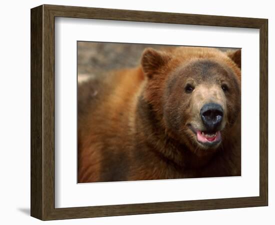 Close-up of Brown Bear-Elizabeth DeLaney-Framed Photographic Print