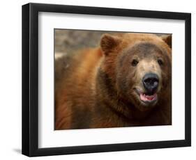 Close-up of Brown Bear-Elizabeth DeLaney-Framed Photographic Print