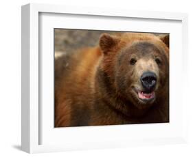 Close-up of Brown Bear-Elizabeth DeLaney-Framed Photographic Print