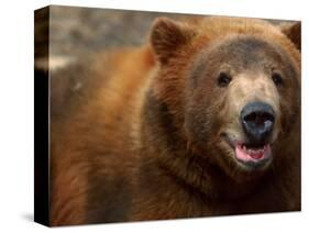 Close-up of Brown Bear-Elizabeth DeLaney-Stretched Canvas