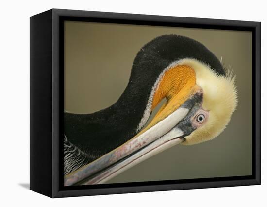 Close-up of Brown Pelican Preening, La Jolla, California, USA-Arthur Morris-Framed Stretched Canvas