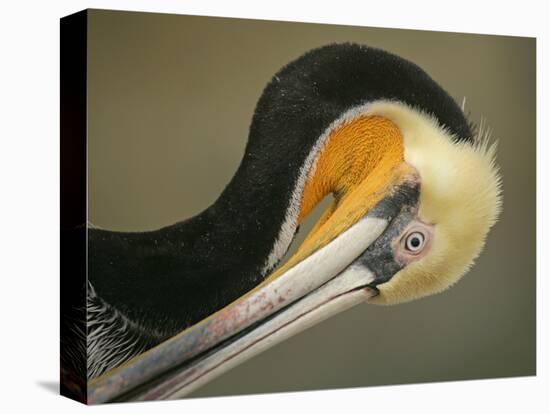 Close-up of Brown Pelican Preening, La Jolla, California, USA-Arthur Morris-Stretched Canvas