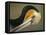 Close-up of Brown Pelican Preening, La Jolla, California, USA-Arthur Morris-Framed Stretched Canvas