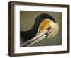 Close-up of Brown Pelican Preening, La Jolla, California, USA-Arthur Morris-Framed Photographic Print