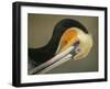 Close-up of Brown Pelican Preening, La Jolla, California, USA-Arthur Morris-Framed Photographic Print